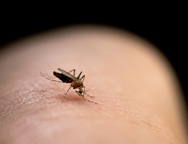 Ismét szúnyogirtást végeznek Nyíregyházán szerdán                           