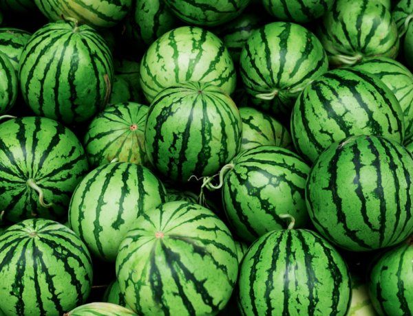 Dinnyeszüret – Nagycserkeszen is érik a gyümölcs                 