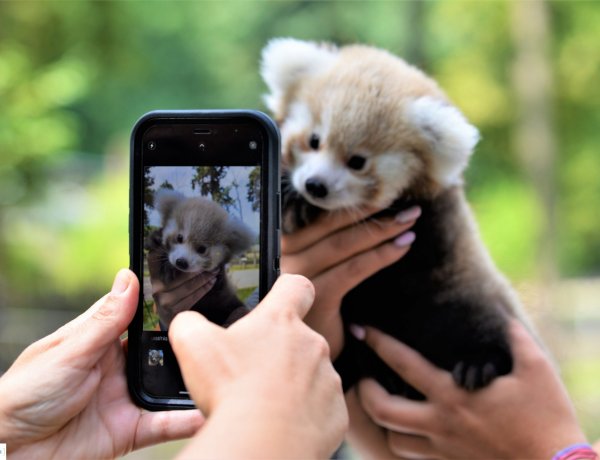 Cukiságfaktor kimaxolva – Vörös panda látott napvilágot a Nyíregyházi Állatparkban