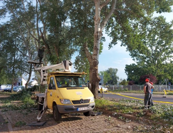 Viharkár – Favágási munkálatokat végeznek a Törzs utcán                      