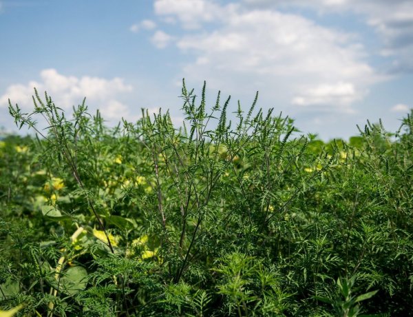 Milliókba kerülhet a gazdáknak, ha nem irtják ki a parlagfüvet