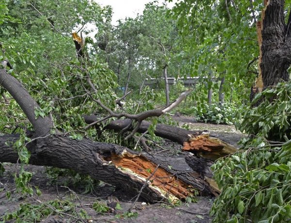 Több sérült fa miatt kaptak bejelentést a tűzoltók                             