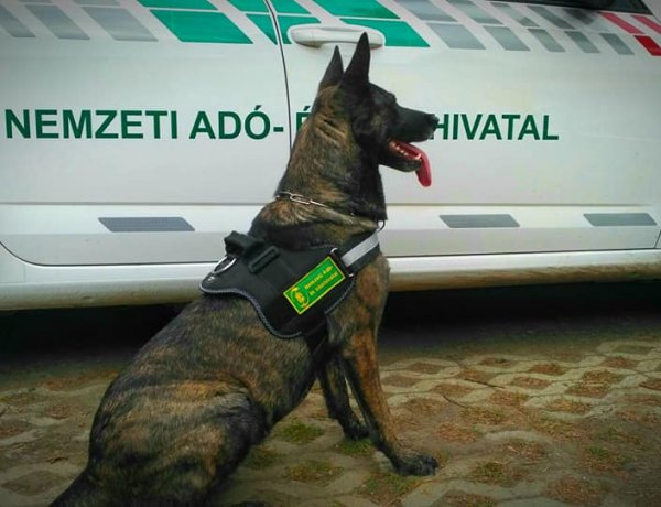 Nem csak egyszer volt a NAV-nál kutyavásár                                         