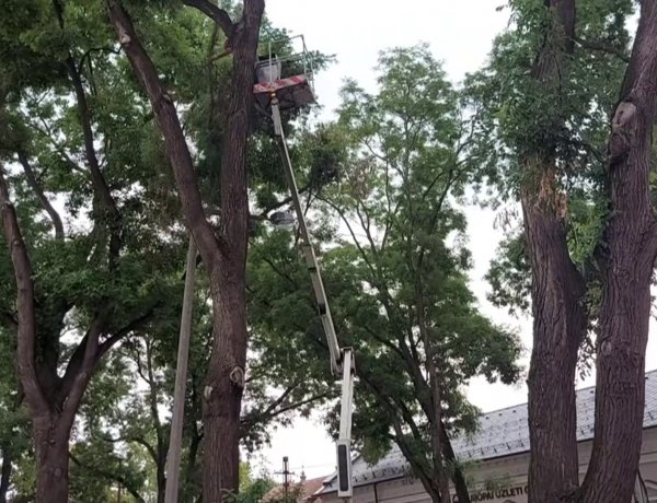 Száraz ágak maradványait vágták le a NYÍRVV munkatársai a Szarvas utcán