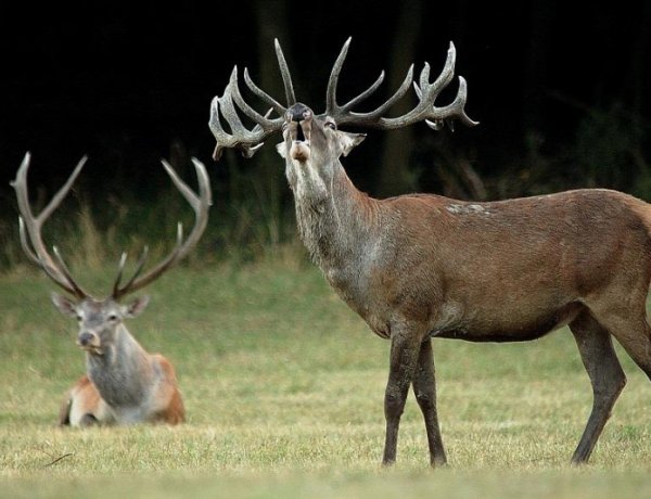 Szarvasveszélyre figyelmeztet a rendőrség az országutakon   
