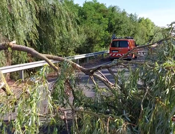 Egy  Nyíregyháza felé közlekedő autóra borult egy kettéhasadt fűzfa