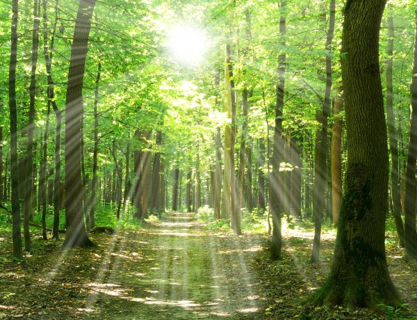 NYÍRERDŐ Nap – Futóversenyek, kézművesség, vadászati bemutatók, madárgyűrűzés