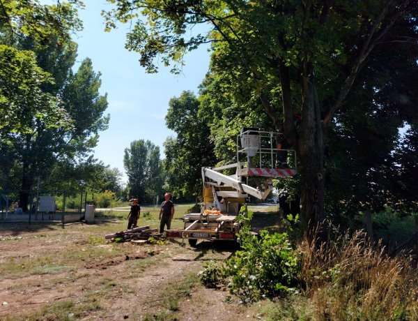 Balesetveszélyes, száraz faágakat vágott le emelőkosárból a NYÍRVV Vajdabokorban