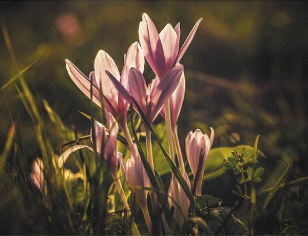 Virágzó értékeink - Fekete Tibor fotókiállítása a Butykai Közösségi Házban 