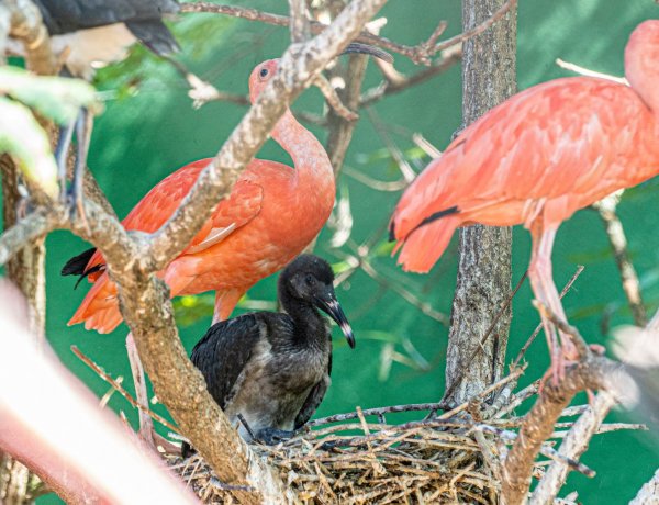Skarlát íbisz fiókák keltek ki a Nyíregyházi Állatparkban!   