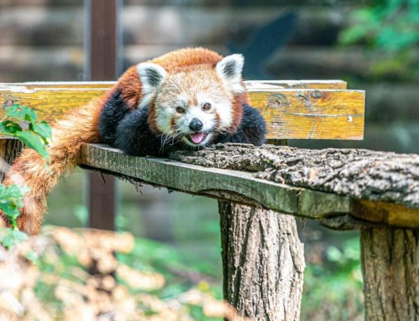 Ma van a Nemzetközi Kis Panda Nap – A Nyíregyházi Állatpark érdekességeket gyűjtött