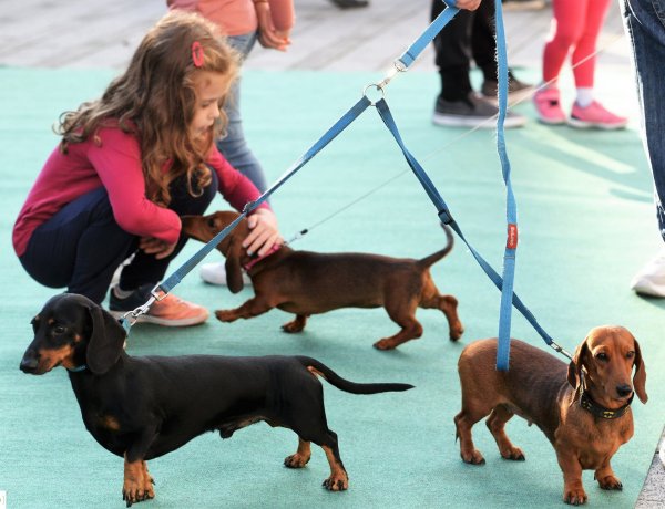 Micsoda cukiságok! A tacskók ellenállhatatlan nézése megolvasztatta a szíveket!
