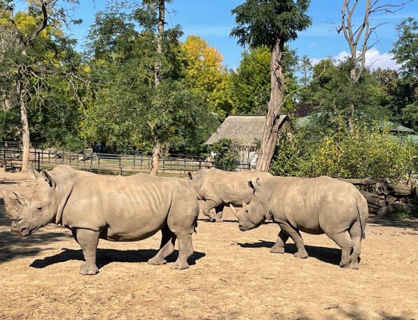 Szélesszájú orrszarvú érkezett a Nyíregyházi Állatparkba                   