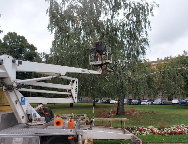 Balesetveszélyes ágakat vágnak a Hősök terén a NYÍRVV munkatársai