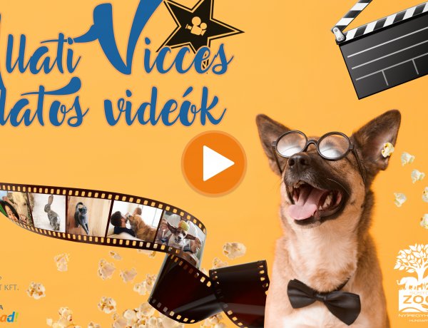 „Állati vicces állatos videók” videópályázat – Jelentkezz Te is!