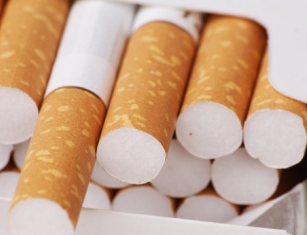 Cigit szimatolt ki Donna                                                             