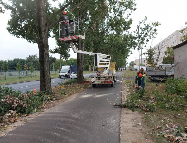 Faápolási munkálatokat végeztek szerda reggel a Törzs utcán  
