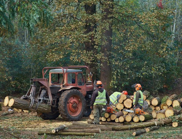 Fakitermelés – Két területen kezdtek favágásba a Sóstói-erdőben