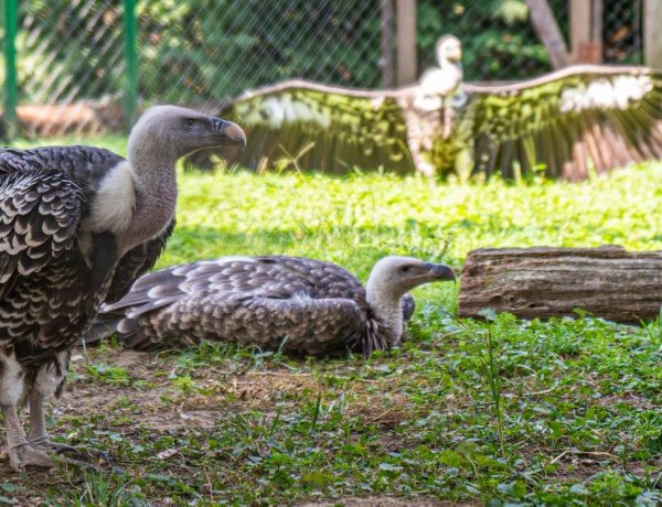 Nyíregyházi Állatpark: nagy a sürgés-forgás a karvalykeselyűk háza táján