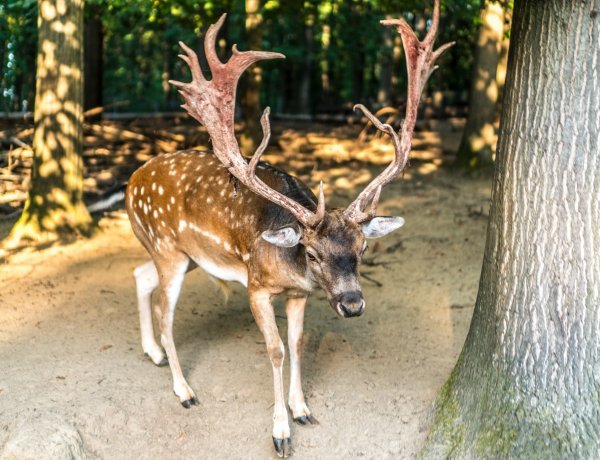 Nyíregyházi Állatpark: itt a dámszarvas randevú, a barcogás ideje