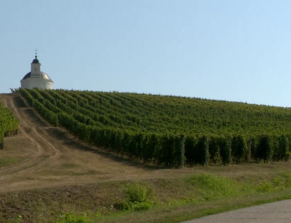 Veszélyes is lehet a szüreti időszak, halált okozhat a mustgáz