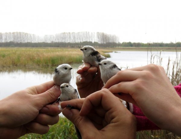 Októberi madártalálka a Szelkó-tónál - természetvédelmi program 