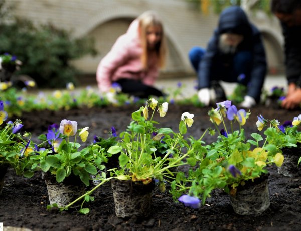Virágot ültettek a gyerekek a NYÍRVV munkatársaival a Szent Miklós téren