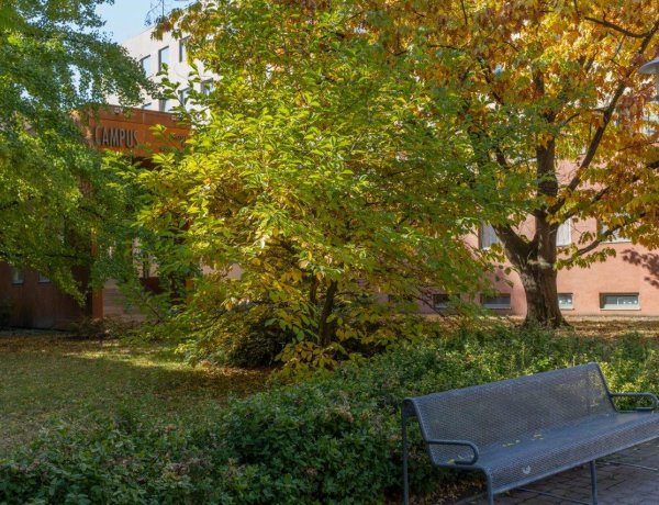 Őszi színek az egyetemen                                                  