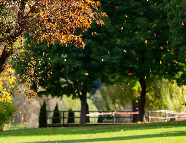 A borult ég még éppen megvéd a fagyoktól                    