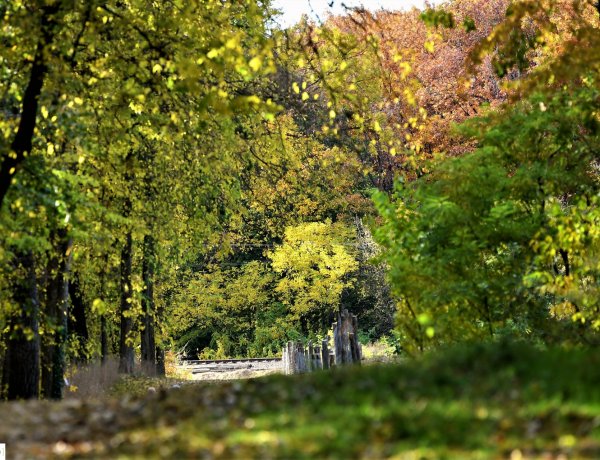 Varázslatos: Ezer színben pompázik az őszi erdő Nyíregyházán!