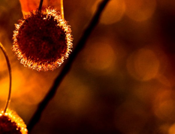 Sok napsütés, csípős reggelek zárják az októbert                         