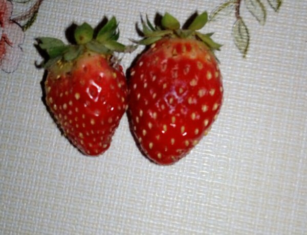 Megőrült az időjárás! Október végén szamócát szüreteltek Nyíregyházán!