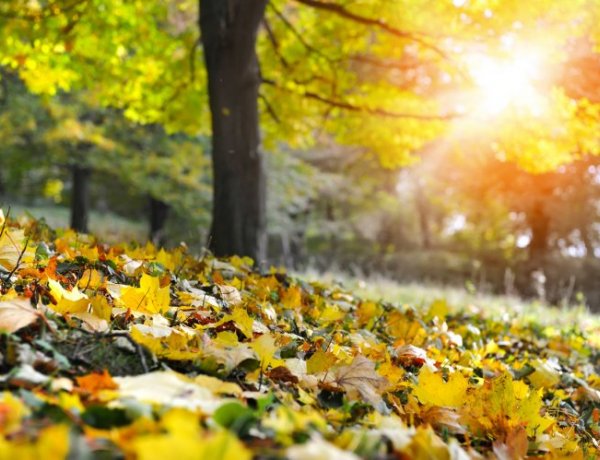 Országos Meteorológiai Szolgálat: napsütéses őszi napunk lesz