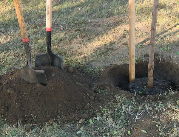 Folytatódik a fásítási program – Gömbakácokat ültettek el Nagyszálláson, a játszótér melle