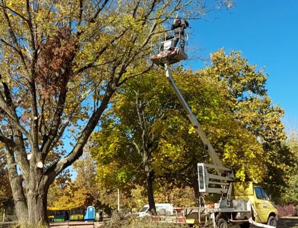 Favágási munkálatokat végeztek a Széna téren                