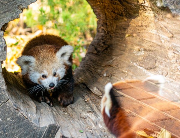 Kedvezményes jegyekkel várja az őszi szünet alatt a látogatókat a Nyíregyházi Állatpark