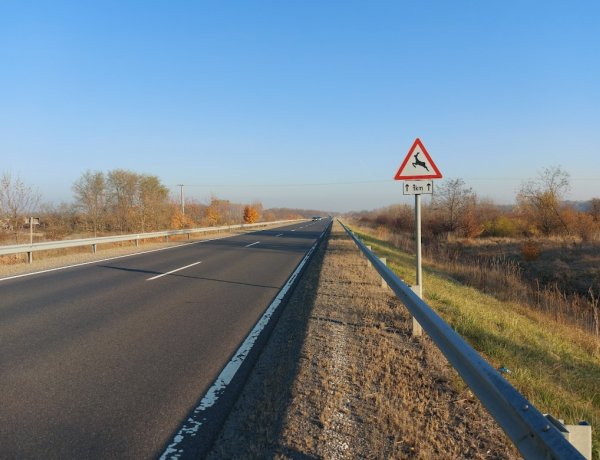 Vadgázolás a 403-as elkerülő úton – Fokozott figyelemmel közlekedjenek!