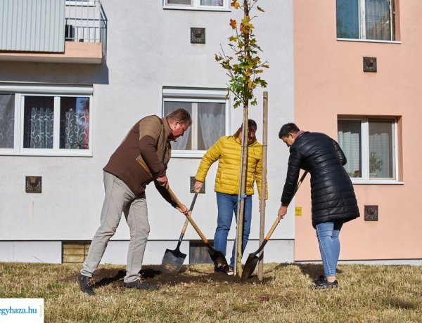 Folytatódik a faültetés a városban – ezúttal a Garibaldi utcán
