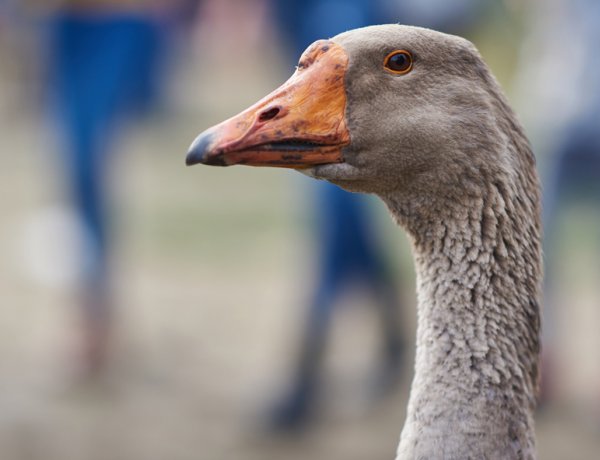 Márton-napi vigasságok lesznek a Sóstói Múzeumfaluban  