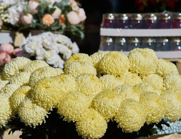 A tavalyi évhez képest emelkedett a krizantém ára 