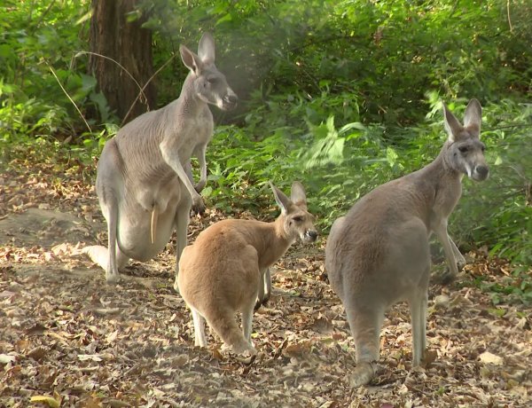 Már a látogatók is megleshetik a vörös óriáskenguru csapat legfiatalabb tagjait a Nyíregyházi Állatparkban