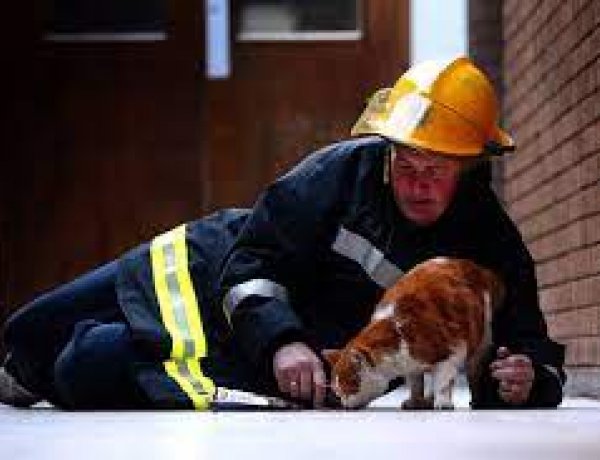 Macskákat mentettek a Szabolcs-Szatmár-Bereg megyei tűzoltók