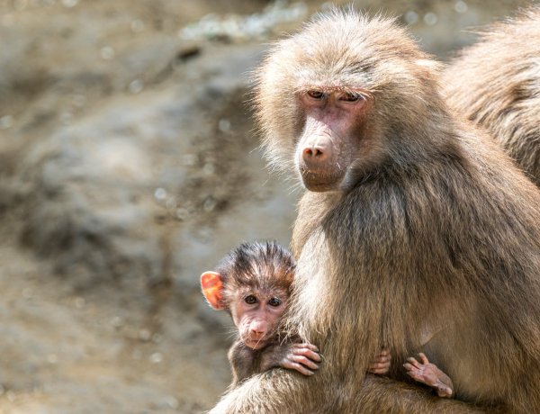 A galléros páviánok a Nyíregyházi Állatpark látogatóinak egyik nagy kedvencei