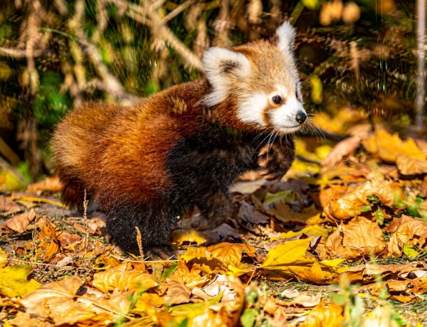 Induljon vidáman a hét: a Nyíregyházi Állatpark 5 hónapos vörös macskamedve kölyke szülei miniatűr mása