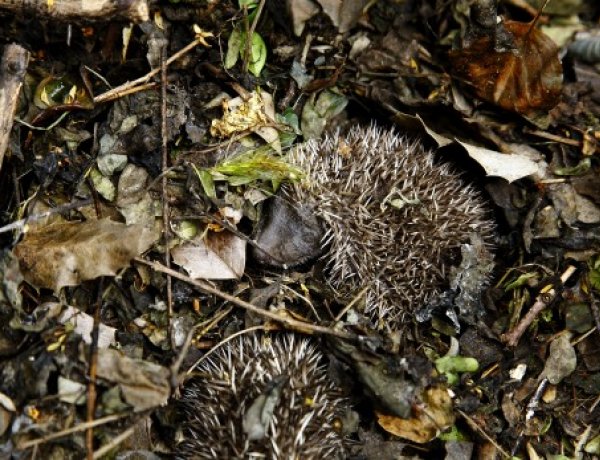 Óvatosan bolygassuk a lombhalmokat, rőzserakásokat – Vigyázzunk a sünökre!