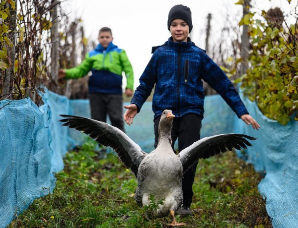 Márton napján kiderül, milyen telünk lesz