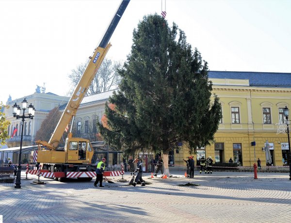 Már a Kossuth téren áll a város karácsonyfája – Ismét lesz adventi forgatag Nyíregyházán