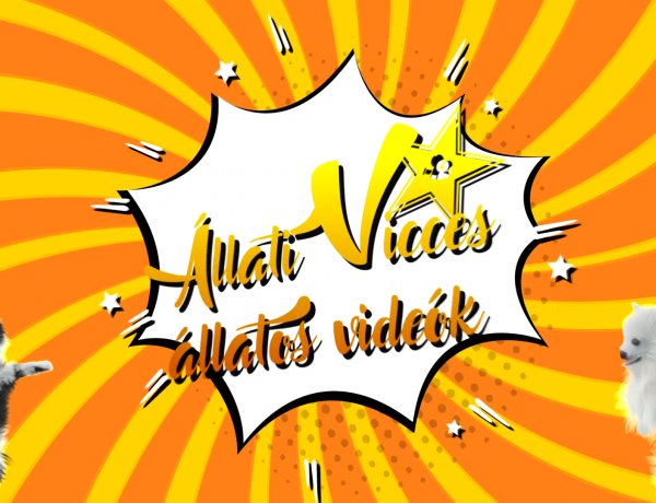 Állati Vicces Állatos Videók – Rengeteg videó érkezett a pályázatra!