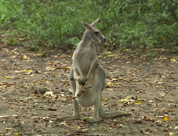 Cukiságfaktor kimaxolva – Már a látogatók is megleshetik a vörös óriáskenguru csapat legfiatalabb tagjait