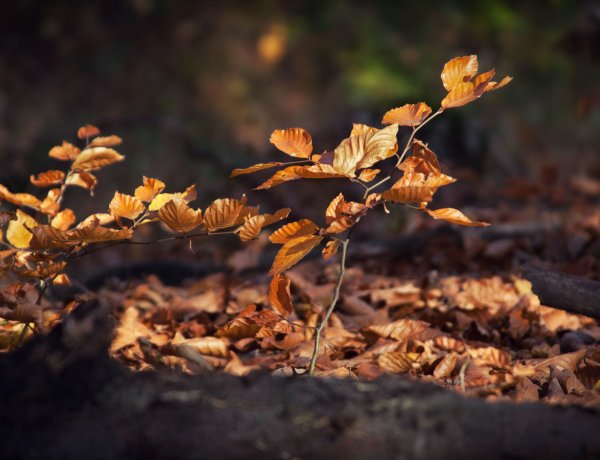 Marad a száraz novemberi idő